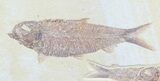 Three Detailed Knightia Fossil Fish - Wyoming #75986-3